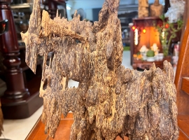 Cây Cảnh Trầm Để Bàn Trưng Bày